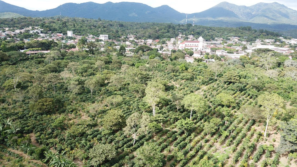 El Salvador Farm to Cup Washed