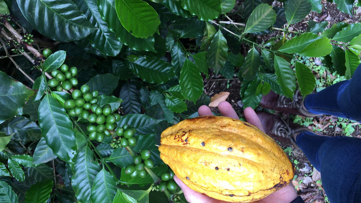 El Salvador Farm to Cup Washed