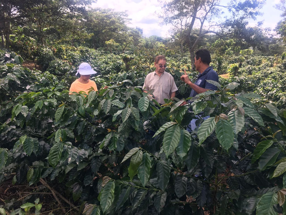 El Salvador Farm to Cup Washed