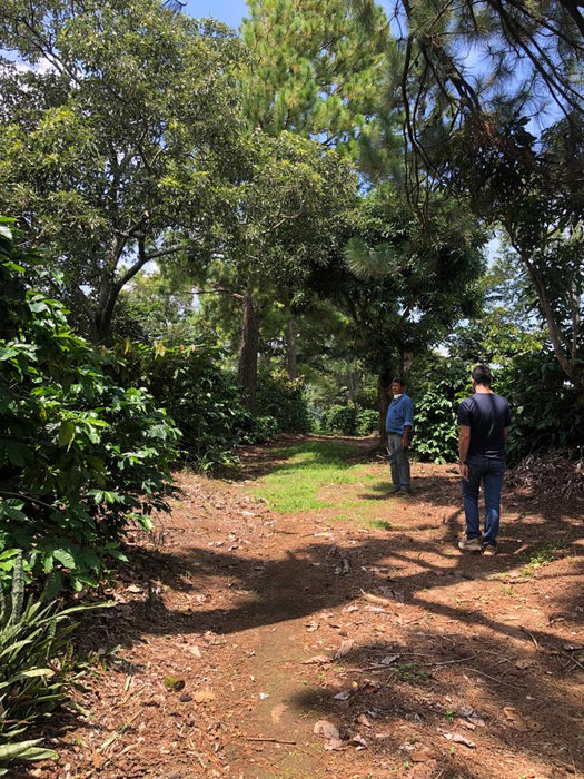 El Salvador Farm to Cup Washed