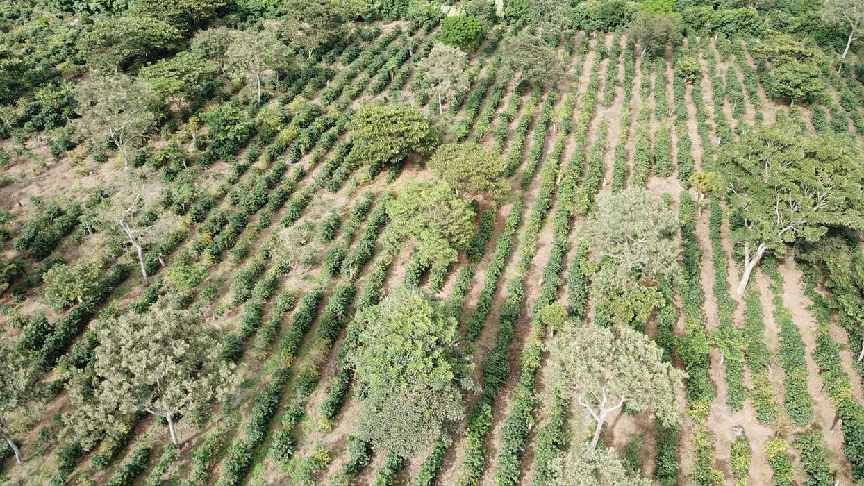 El Salvador Farm to Cup Washed