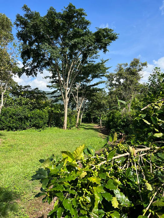 El Salvador Farm to Cup Washed