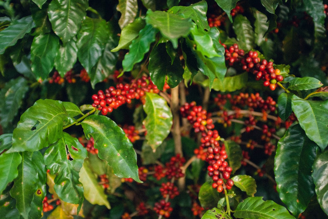 El Salvador Farm to Cup Washed