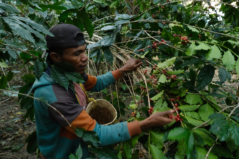 East Timor Laclo, Light Roast - Special Release