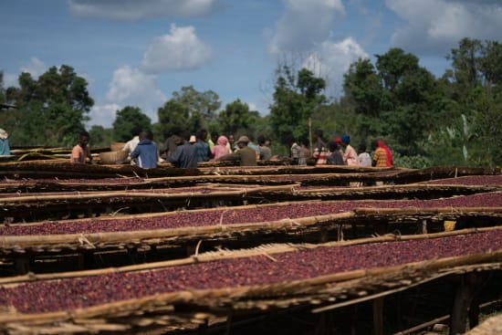 Ethiopia Dembi, Natural Processed, Light Roast