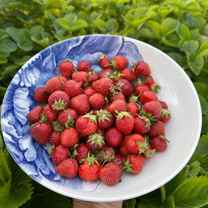 Peony Wide Serving Bowl