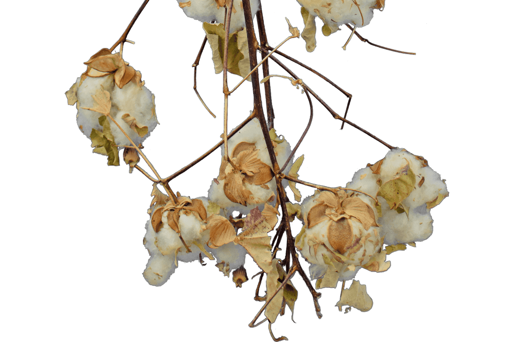 Cotton Stalk Natural Branch