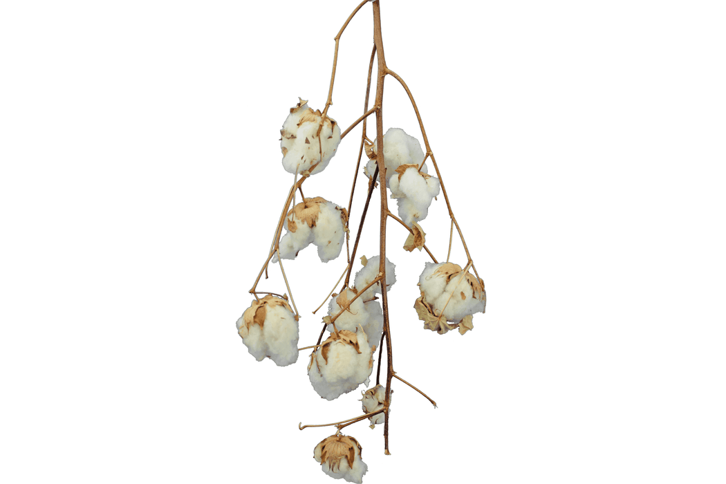 Cotton Stalk Natural Branch