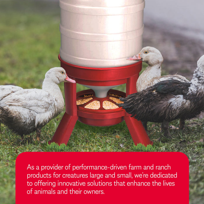 Little Giant 60 Pound Feed Heavy Duty Poultry Chicken Gravity Feeder (4 Pack)