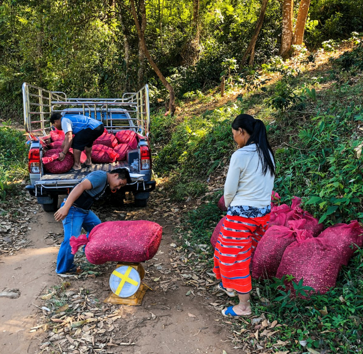 Thailand MicroLot - Black Honey Processed, Light Roast