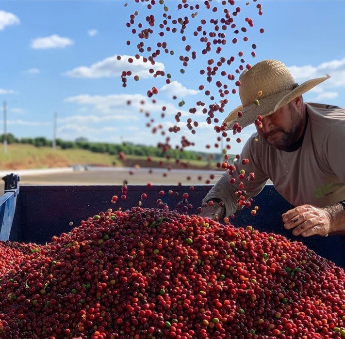 Brazil Santa Hedwirges, Light Roast - Special Release